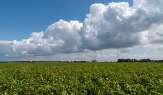 Aardappelveld met veel dorre bladeren