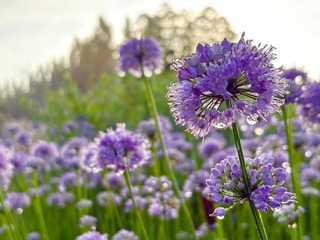 De ochtend na een dag met buien. 