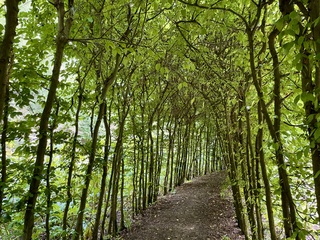 Laantje in het groen