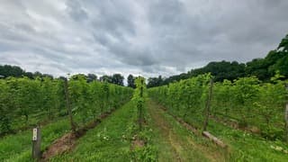 Veel bewolking vanmiddag boven een wijngaard
