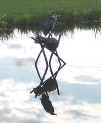 Reiger op de uitkijk