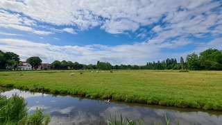 Meeuw in de sloot met daarachter wat koeien in de wei bij sluierbewolking 