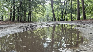Waterplassen in het bos