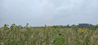 Regen en regenwolken boven de provincie Groningen 
