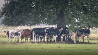 Koeien schuilen voor een regenbui