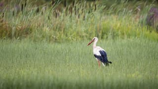 Ooievaar na regenbui
