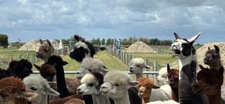 Alpacas