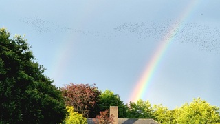 Dubbele regenboog
