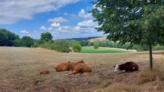 koeien in hitte, dordogne, frankrijk