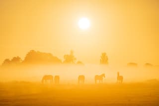 Magische zonsopkomst met mist vlakbij Ee