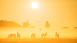 Magische ochtend met mist vlakbij Ee 