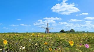 Wat een mooie veldbloemen tuin.