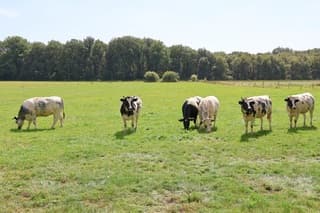 Koeien op een rij in Oudemolen