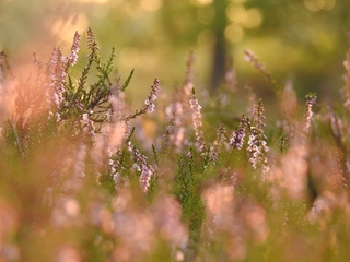 Op de stille heide tijdens Zonsopkomst 