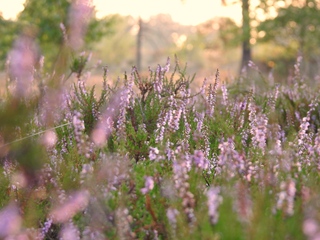 Op de stille heide 