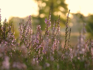 Op de stille heide tijdens Zonsopkomst 