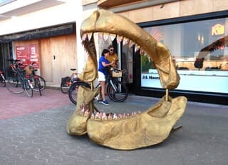 Steeds meer haaien gespot voor de kust.