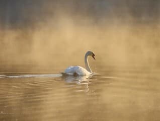zwaan omhult in ochtendmist.