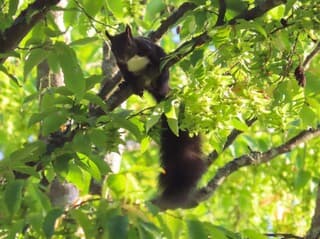 Een zwarte eekhoorn, heel schattig