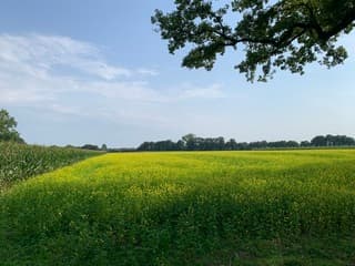 Heel geel veld met koolzaad