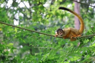 Mooie zomerdag bij Apenheul in Apeldoorn