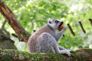 Mooie zomerdag bij Apenheul in Apeldoorn