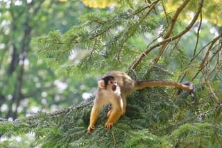 Mooie zomerdag bij Apenheul in Apeldoorn