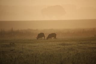Schaapjes in de ochtendmist