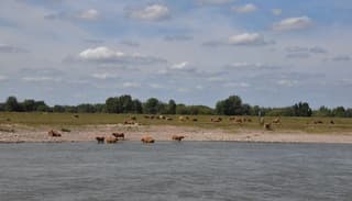 Pootje baden bij laagwater 