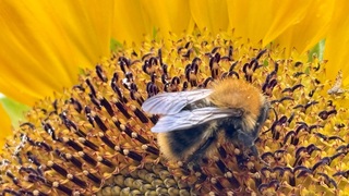 Wel bloem geen zin vandaag :-)