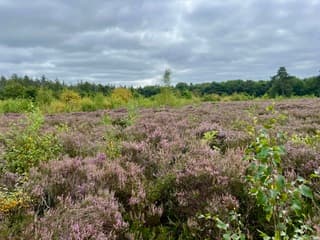 Paarse heide onder een grijze wolkendeken