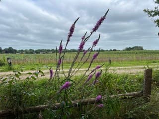 Zwiepende kattenstaarten
