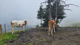 Wildschonau helaas bewolkt