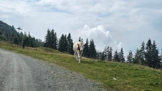 Wildschonau helaas bewolkt