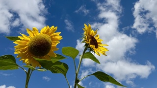 Zonnebloemen, blauwe luchten en Nederlandse wolken 
