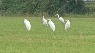 Grote zilverreiger