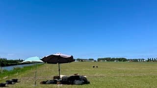 Schaapjes lekker in de parasol 