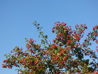 Zomer!