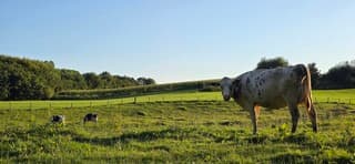 Strak blauwe lucht en zon boven Zuid Limburgse heuvels 