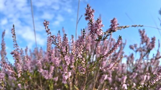 Bloeiende heide 