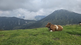 Koeien in de alpenweide van Westendorf