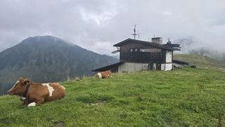 Koeien in de alpenweide van Westendorf
