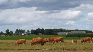 KOEIEN ONDER DE WOLKEN