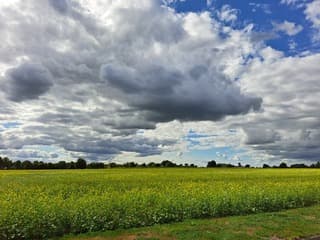 Wolken boven een geel veld