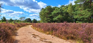 Bloeiende heide