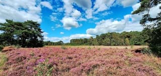 Op de grote stille heide