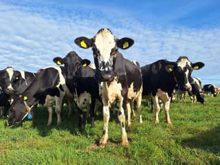 nieuwsgierige aagjes