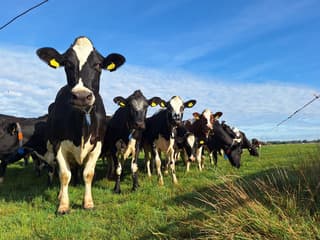 grappig zo'n nieuwsgierige koeienrij.