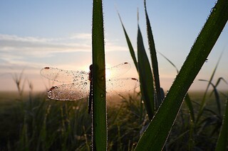 Dauwdruppels aan de Libelle