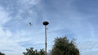 Jonge ooievaars verlaten hun nest.